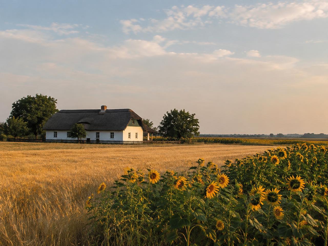 A salaš farmstead among sunflower fields under a wide sky